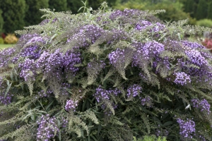 Buddleia 'Lilac Cascade' New 2025